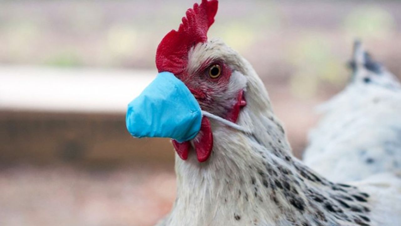 Kuş grıbi Kıbrıs'ta! Veteriner Dairesi uyardı...