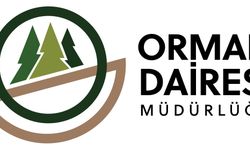 Orman Dairesi: Boğazköy'deki ağaç kesimi izinsiz yapıldı..