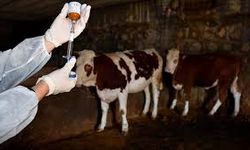 Şap hastalığına yönelik toplantı yapılarak kararlar alındı