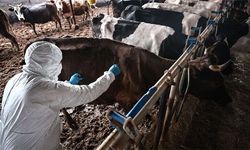 Güney Kıbrıs'ta şap krizi büyüyor!