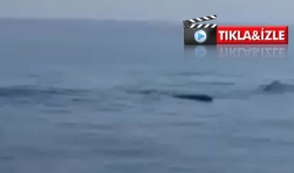 Karpaz'da balina sürüsü