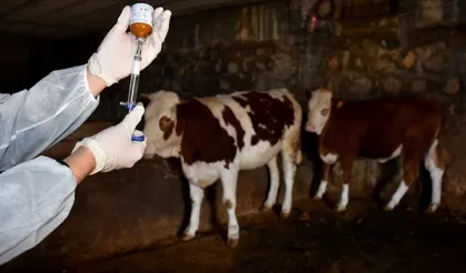 Şap hastalığına karşı mücadele sürüyor