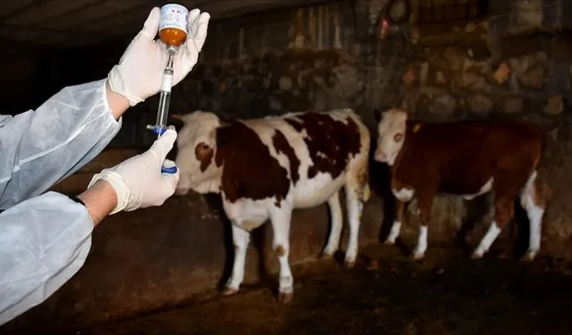 Şap hastalığına karşı mücadele sürüyor