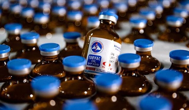 Güney Kıbrıs’a 50 bin doz şap aşısı daha…