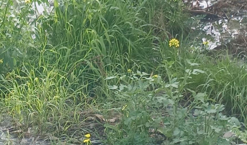 “Gemikonağı Deresi’ni kaplayan foseptik kirliliği üç aydır olduğu gibi duruyor”