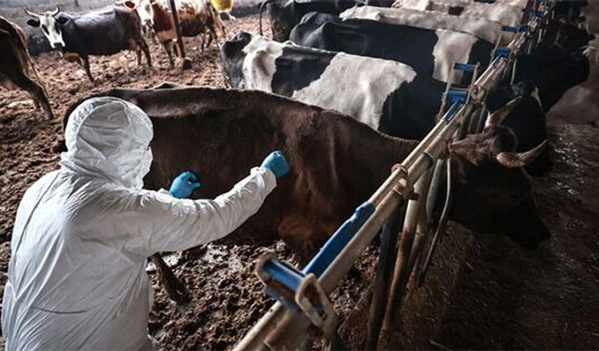 Güney Kıbrıs'ta şap krizi büyüyor!